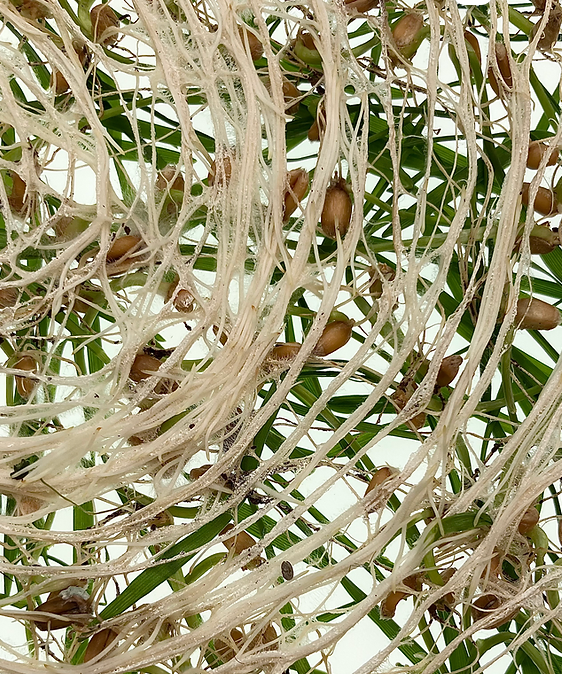 Screenshot 2025-05-14 at 12.06.44