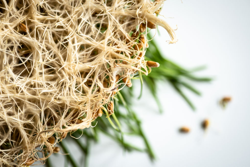 Copy of Copy of AUP 2024-29.jpg