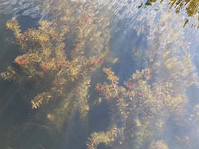Hamlin milfoil with minnows edit.JPEG
