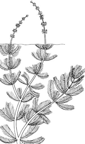 EW MILFOIL 300px_edited.jpg