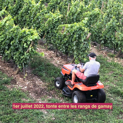 Des vignes prometteuses
