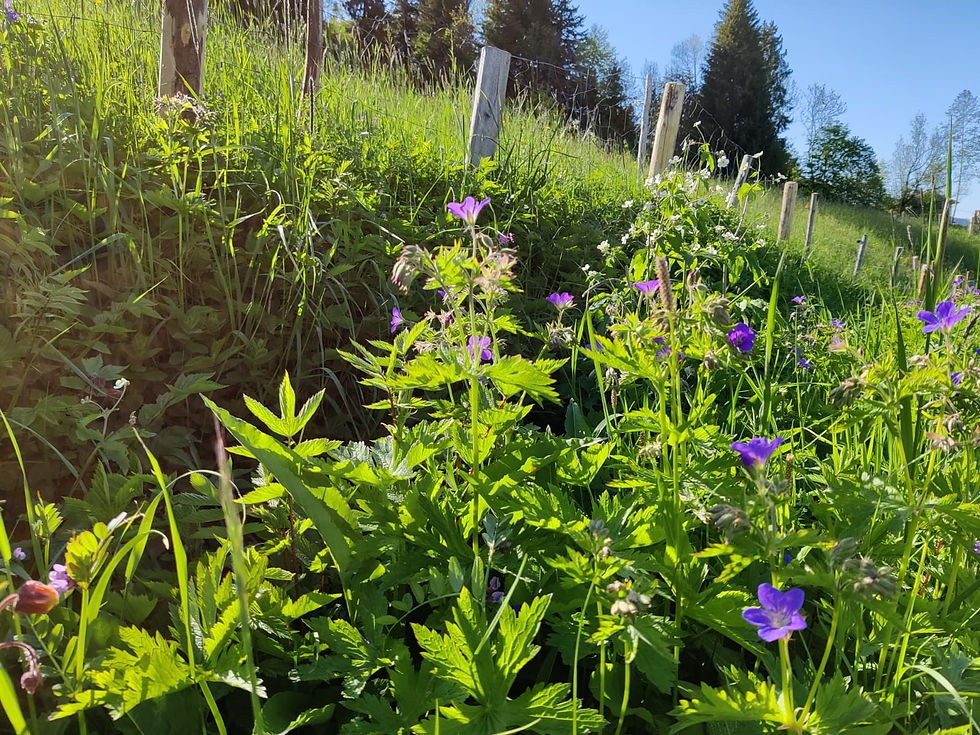 Sommer Wiesen Rand Blumen Oberstaufen Urlaub Angebote Blaue Blumen.jpg