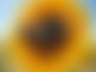 🌻【8月のご挨拶】🌻