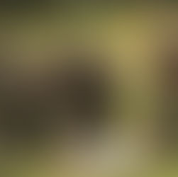 Spring Revolution Alliance calls for talks in ongoing armed confrontation between Brotherhood Alliance members