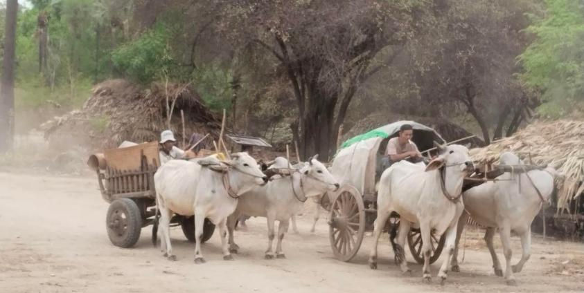 Myanmar junta convoy displaces 6,500 civilians in Magway’s Pauk Township