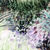 Thumbnail: De tuin van mijn ouders