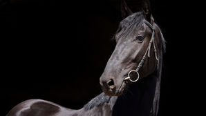 Innovation in the Equine Sector: Unlocking Cash Credits