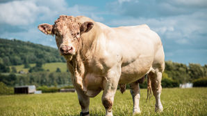 Minerva Innovation Group Sponsors the Royal Highland Show 2025