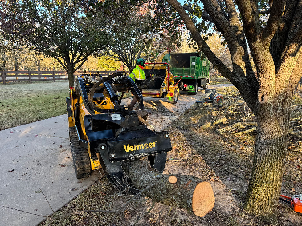 Tree Storm clean up