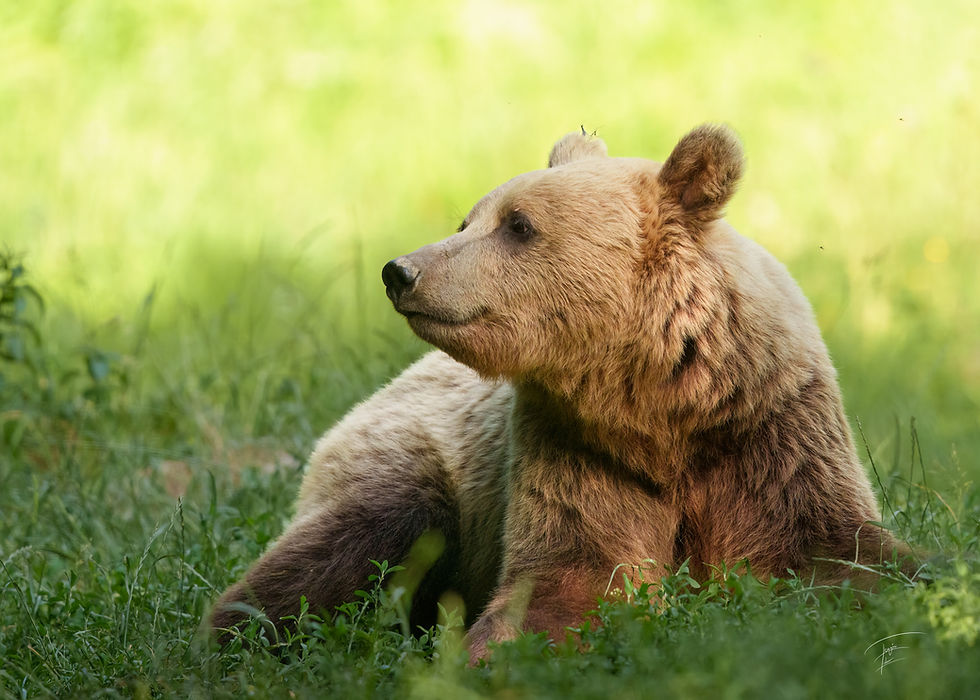 Bear Encounters in Transylvania