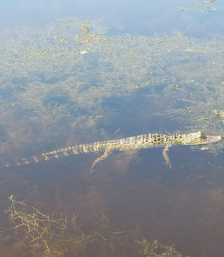 alligator