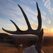 An avid shed hunter displays a freshly found deer antler on a late winter day. Shed hunting has become a popular outdoor pursuit, giving hunters and nature enthusiasts an “adult Easter egg hunt” experience in the off-season.