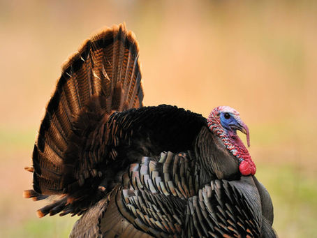 Turkey Hunting in the United States
