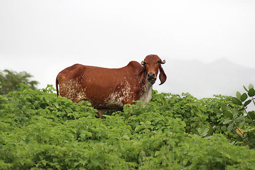 A2MILK GIR COW
