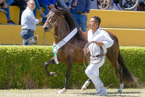 CAMPEONTIRO_1.jpg