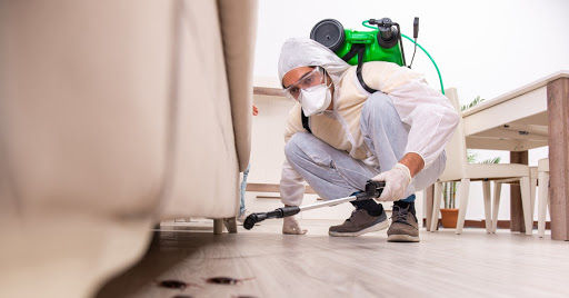 Pest control in dubai