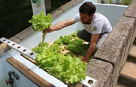 aquaponic lettuce