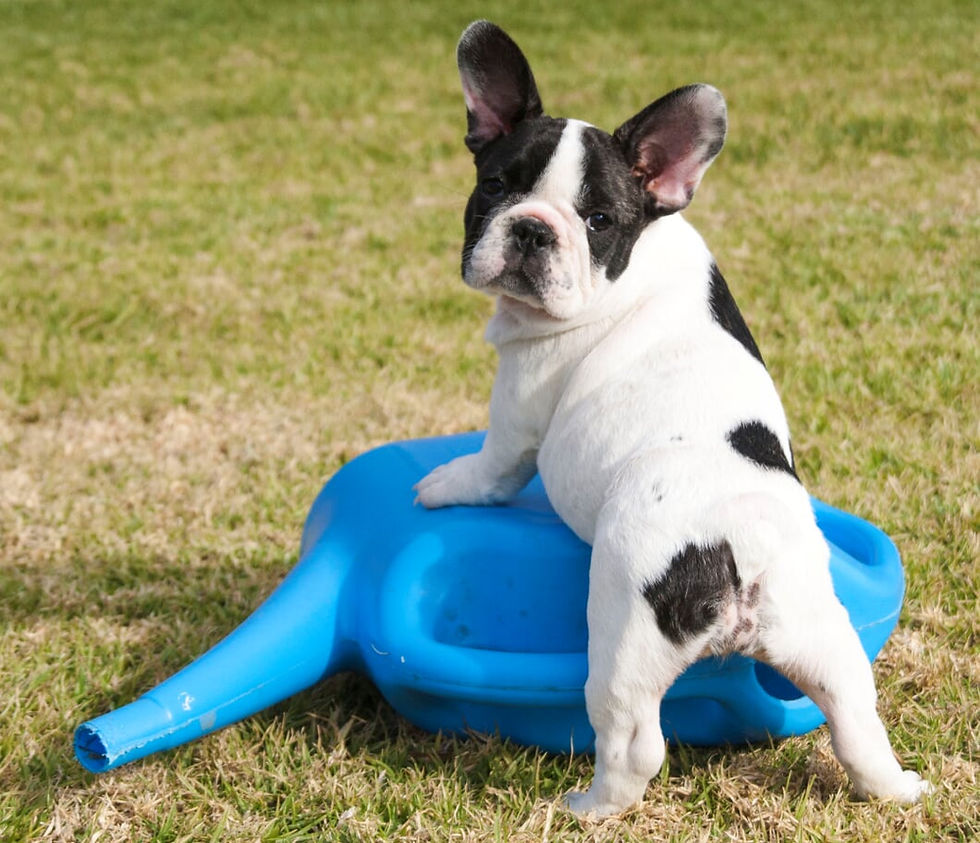 Unique French Bulldogs