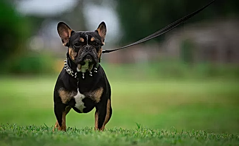 Unique French Bulldog Stud