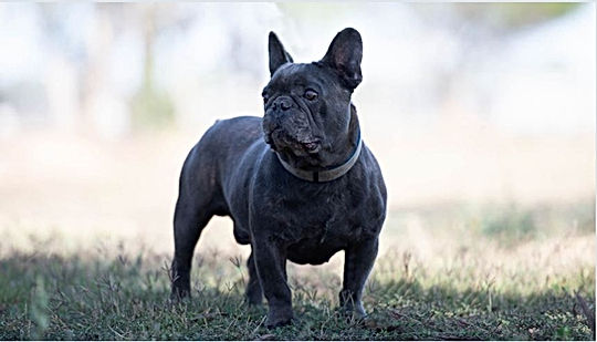 Unique French Bulldog Stud