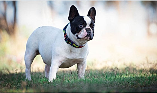 Unique French Bulldog Stud