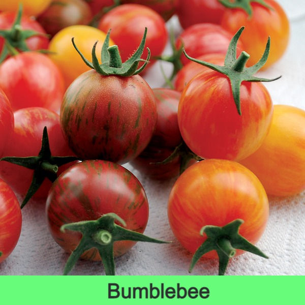 Thumbnail: Tomato Seedlings (Cherry)