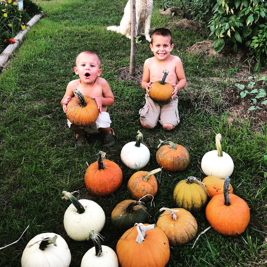 Pumpkin Seedlings