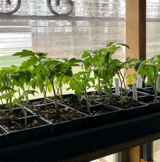 Thumbnail: Tomato Seedlings (Roma/Paste)