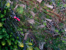 Clear-Cutting Can Lead to Extreme Flood Risk