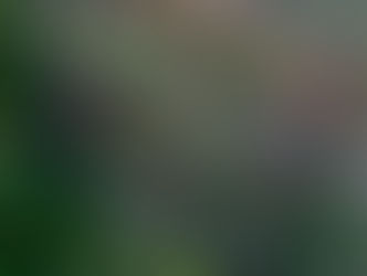 Clear-Cutting Can Lead to Extreme Flood Risk