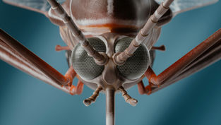 Mosquito Anatomy Inspires Ultrafine 3D Printing