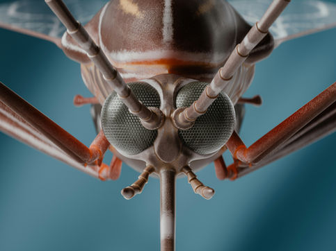 Mosquito Anatomy Inspires Ultrafine 3D Printing