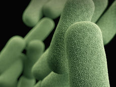 Even Bacterial Viruses Protect Their Offspring