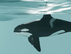 Marine Heatwaves Hurt Coastal Ecosystems & Economies