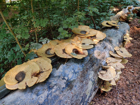 2021-06-29 Skællet stilkporesvamp.jpg