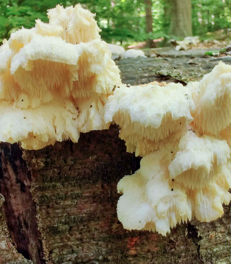 2021-07-12 Børstepigsvamp.jpg