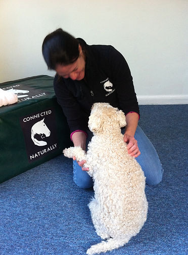 Chiropractic for Dogs