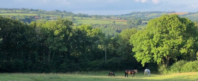 Horses BDH.jpg