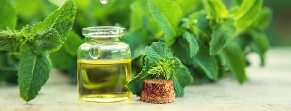 peppermint-oil-1798048387.webp