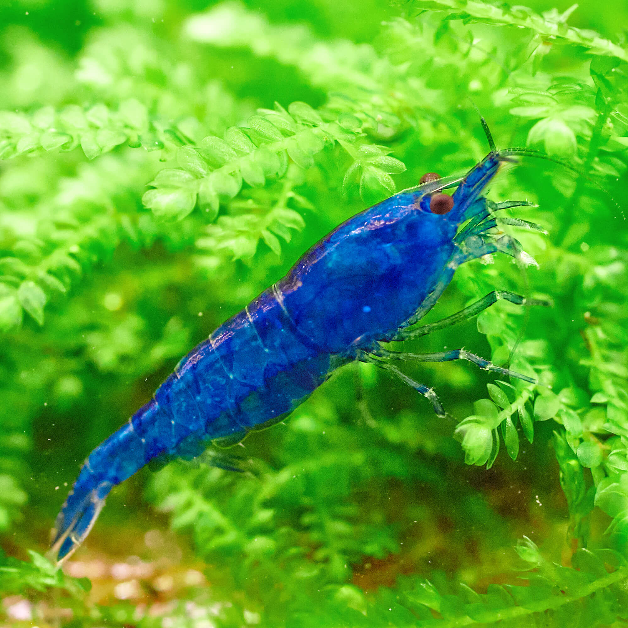 Neocaridina Blue Dream