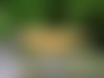 Neocaridina Crested Cream: O camarão exótico para aquários de água doce