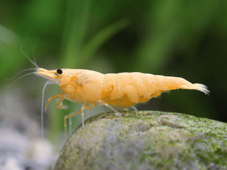 Neocaridina Crested Cream: O camarão exótico para aquários de água doce