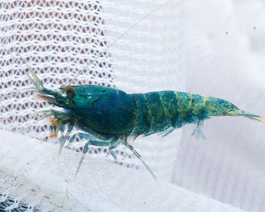Miniatura: Caridina Blue Bolt