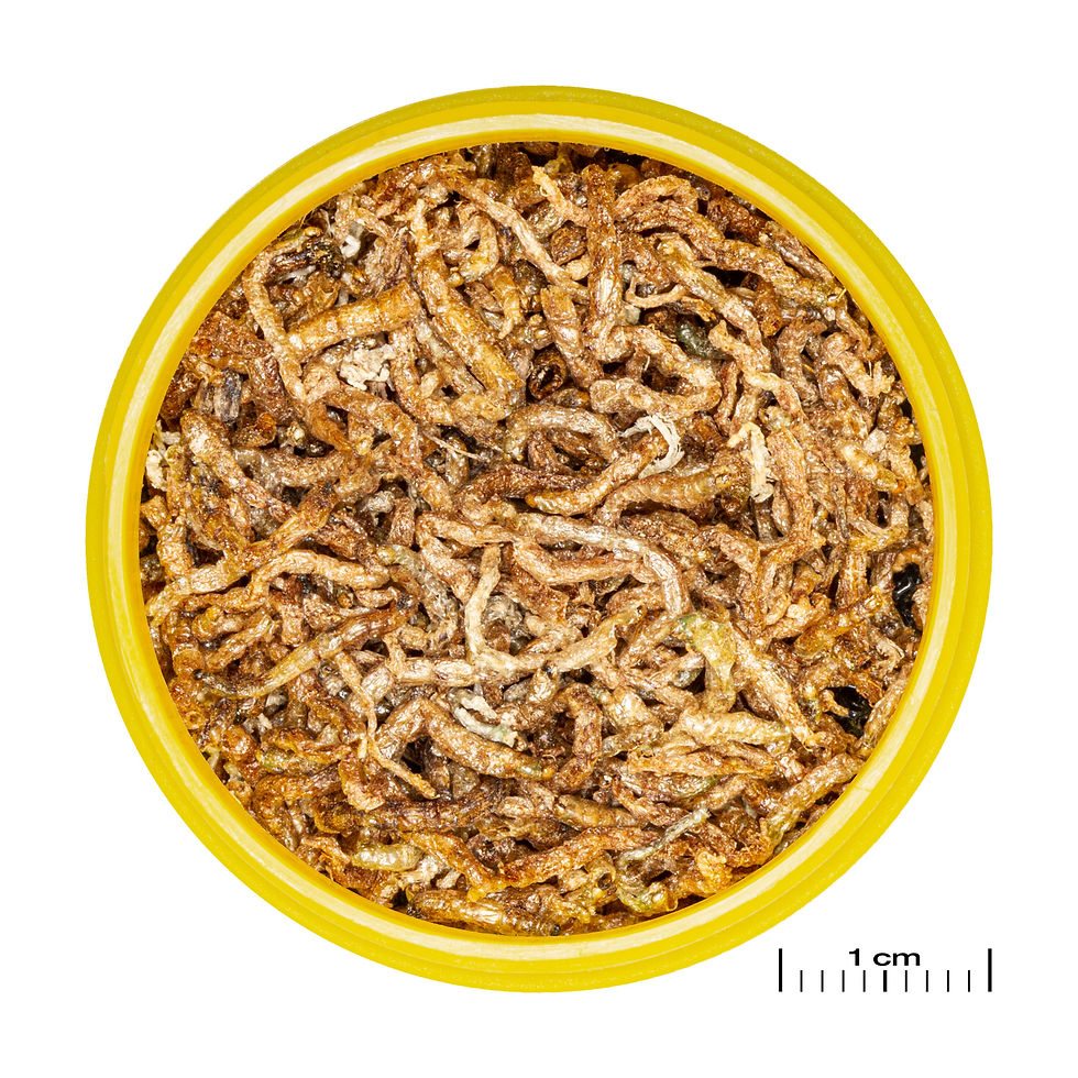 Miniatura: JBL PRONOVO FIL