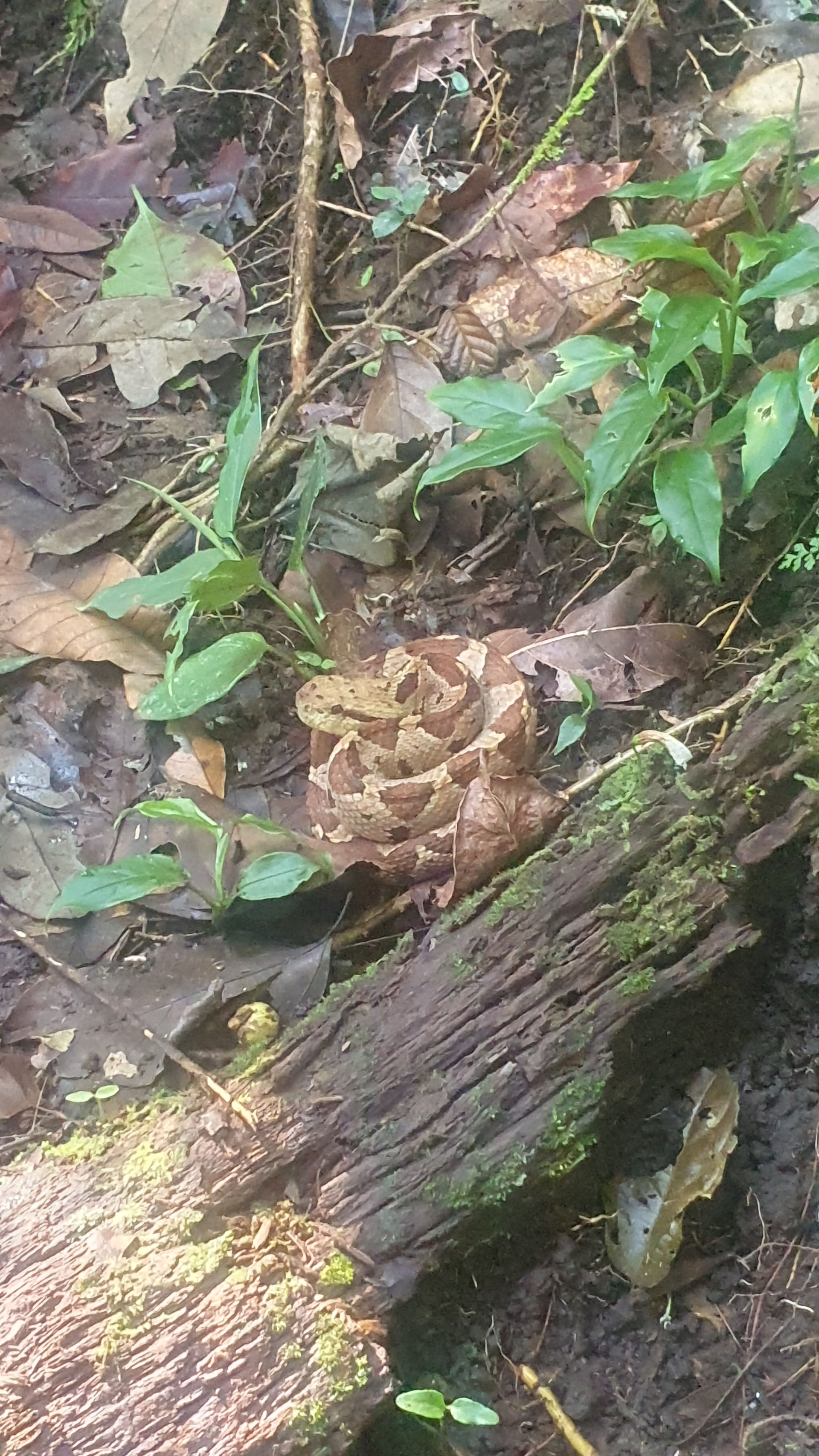 mano de piedra costa rica