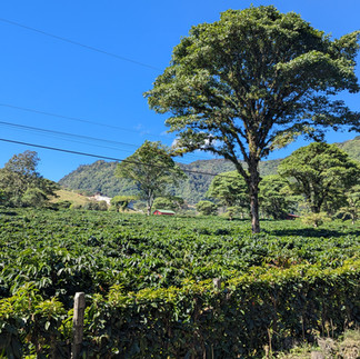 Cafetales dans la vallée centrale du Costa Rica