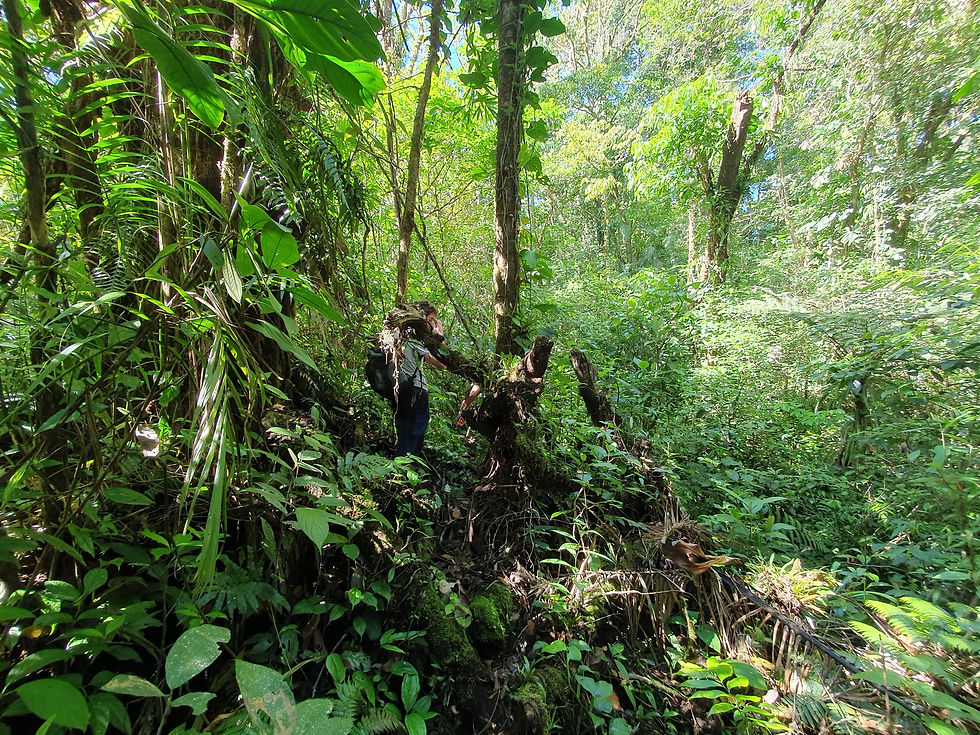 Foret sauvage dans le parc
