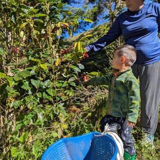 plantation de café en famille au costa rica