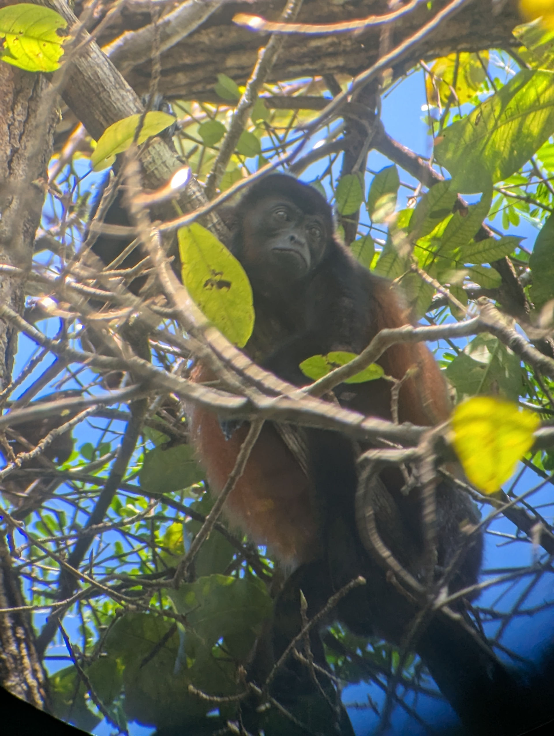 Singe perchée dans les arbres
