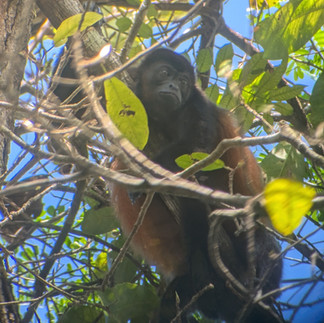 Singe perchée dans les arbres